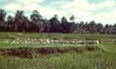 Rice Ducks