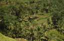 Bali Landscape