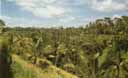 Bali Landscape