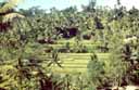 Bali Landscape