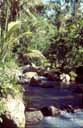 Rice Pady River