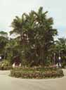 Lippstickpalm