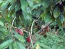 Cacao fruits