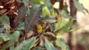 Sulawesi cloves