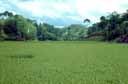 sulawesi rice field