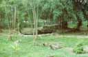 surabaja zoo waran