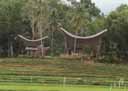 Toraja houses