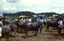 Tana Toraja market