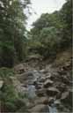 tretes djungle_01