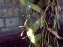 Vanilla with flowers