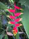 Marriott Pool Garden Flower