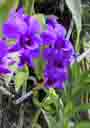 Sentosa Orchid Garden