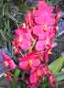 Sentosa Orchid Garden