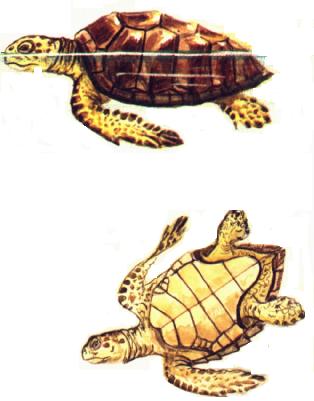 Caretta