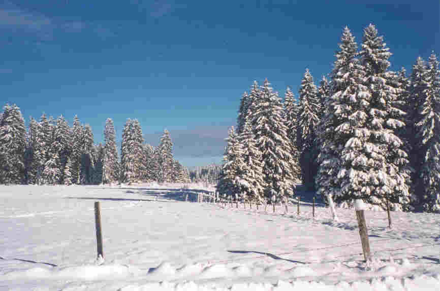jura_wald.jpg (32715 Byte)