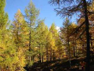 IMG_0598.JPG (30723 Byte)