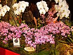 orchi47.JPG orchi47.JPG