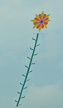 Blume