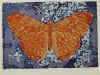 Schmetterling1975