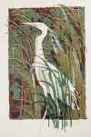 Silberreiher 1980