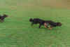 0007.jpg (43765 Byte)