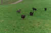 0014.jpg (92706 Byte)