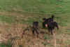 0018.jpg (75178 Byte)