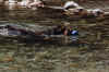 0056.jpg (84485 Byte)