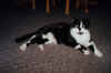 0068.jpg (71711 Byte)