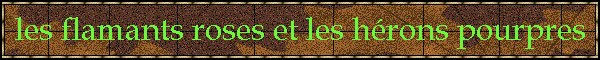 les flamants roses et les h�rons pourpres