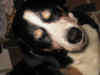 jack m�de.JPG (50823 Byte)