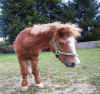 pony.JPG (58207 Byte)