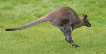 Down under - K&auml;n-Guru im Vivarium Darmstadt
