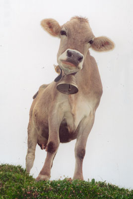 Kuh auf der Alp &Auml;lggi