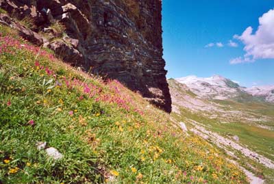 Es gr&uuml;nt so gr&uuml;n ...