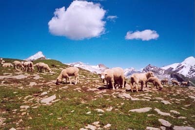 M&auml;&auml;&auml;&auml;h!