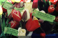 Blumen_04_01_01_web.jpg (121627 Byte)